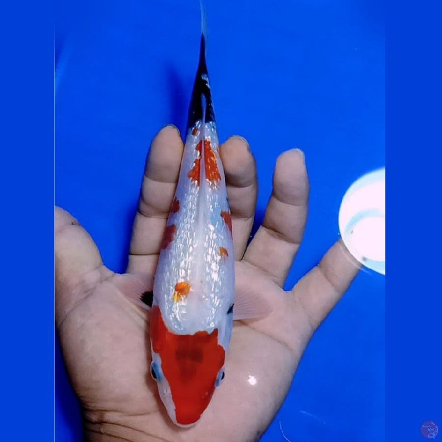20CM