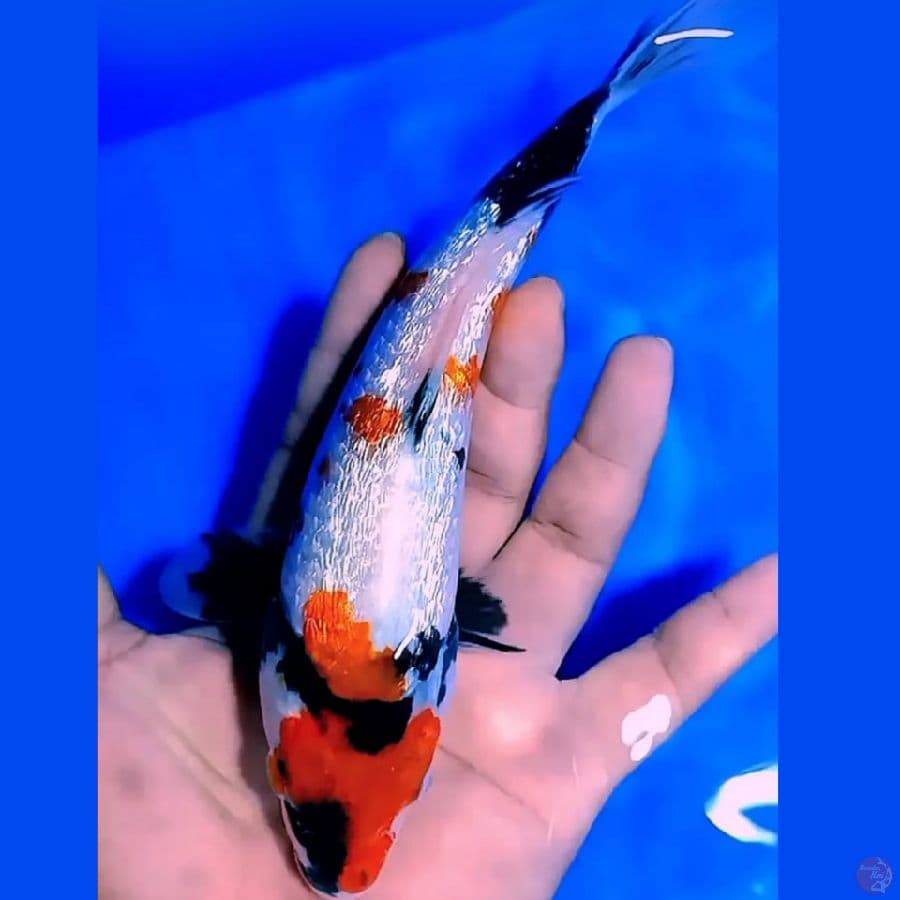 20CM