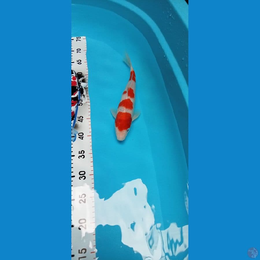 Kohaku Yondan SQ Male 29cm™