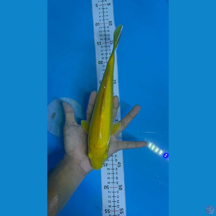 karashi lemon