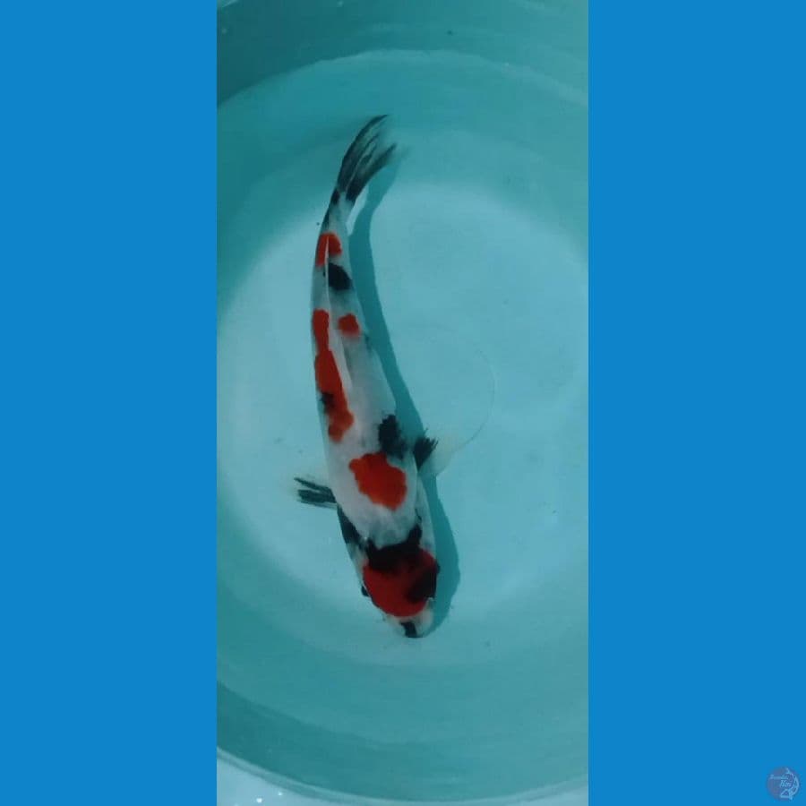 showa