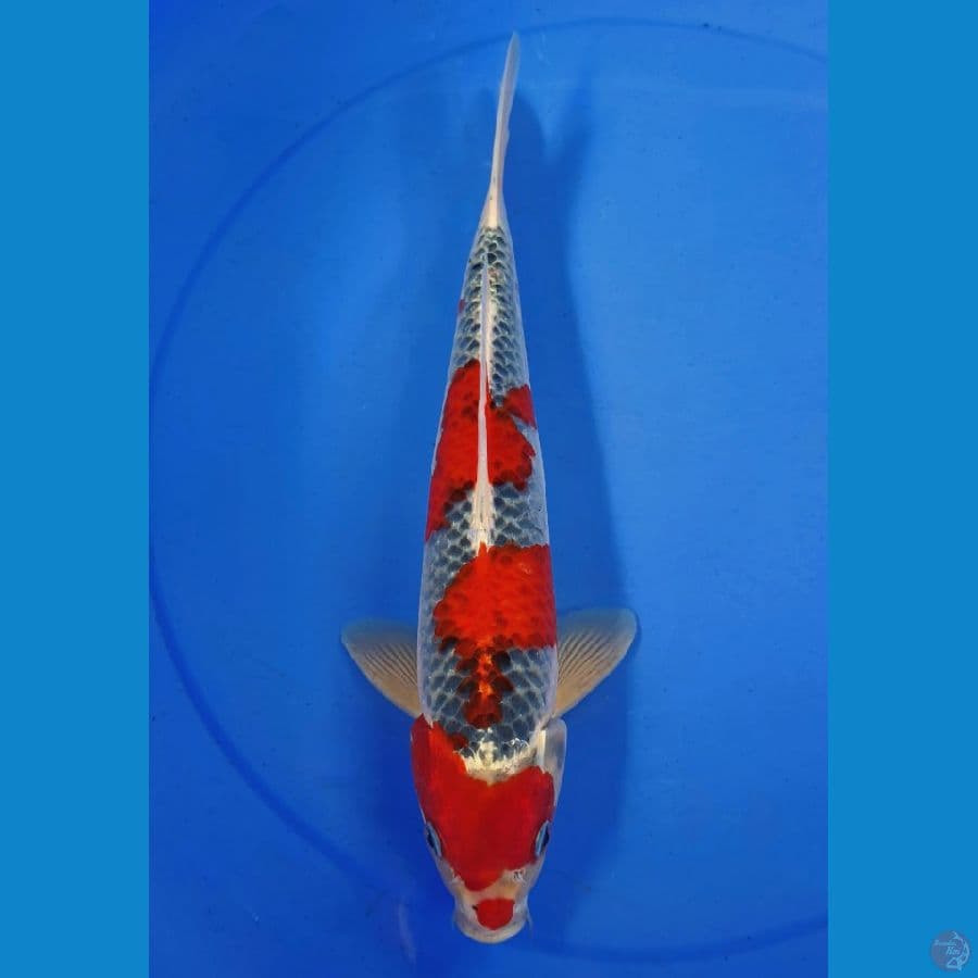 GOSHIKI 35cm