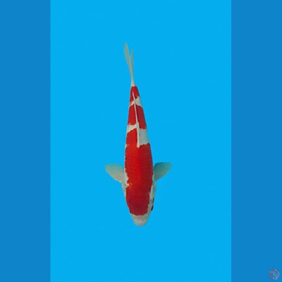 Kohaku step 3 Strong Ori 30cm