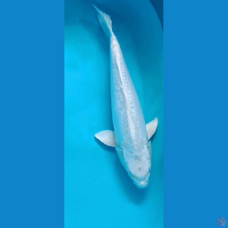 Platinum 45cm