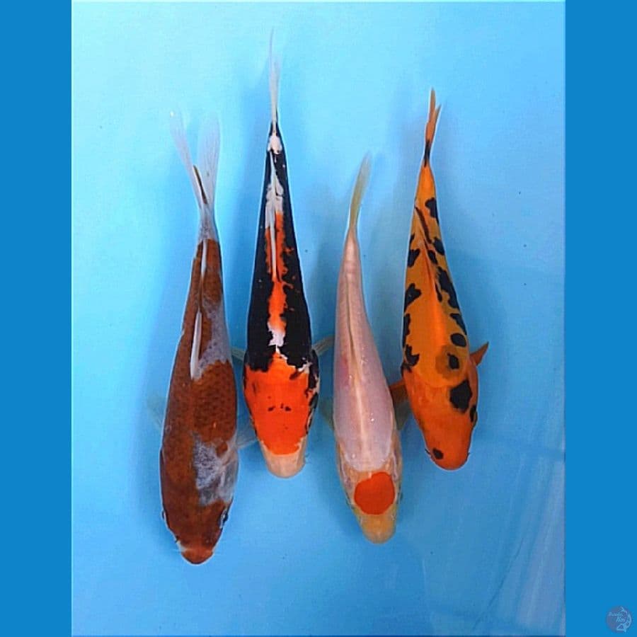 PAKET 4UNIT BABY KOROMO-TANCHO-BENIKUMON 16-18CM