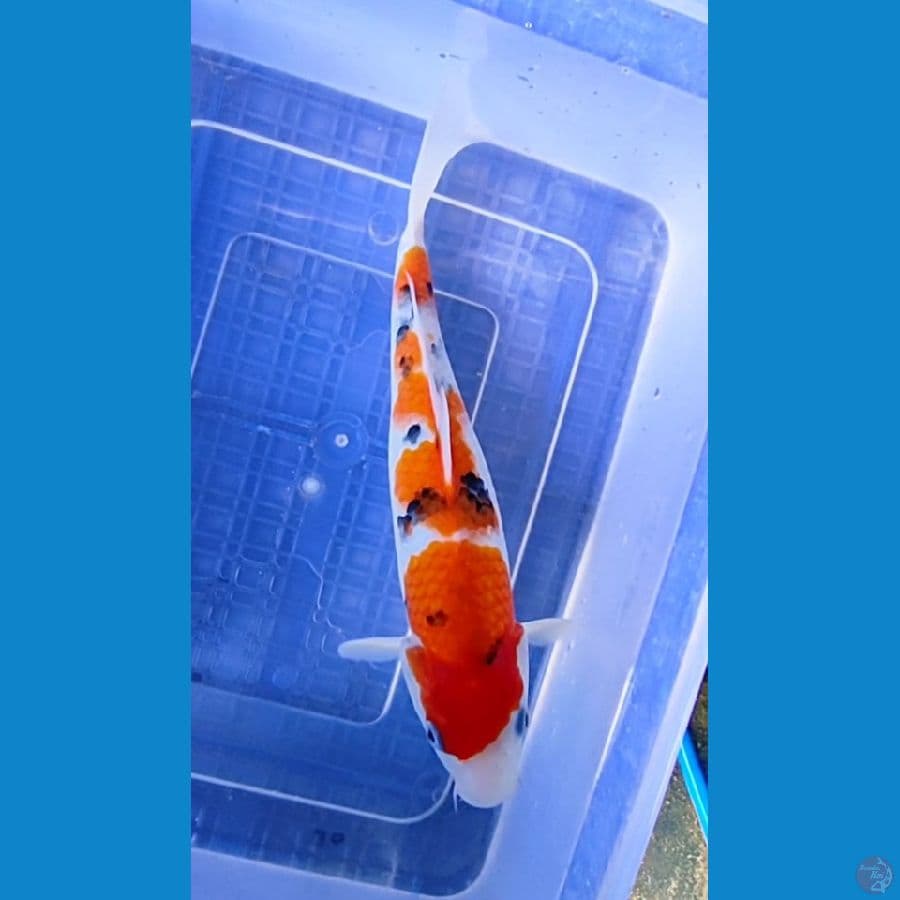 original sanke 30cm male