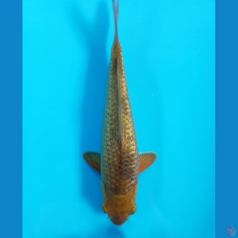 KARAMEL GINRIN//ML/22 CM
