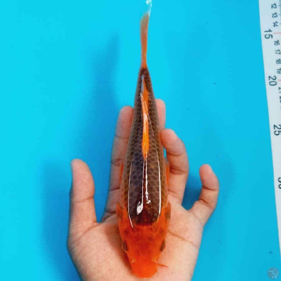 AKAMATSUBA//21 CM