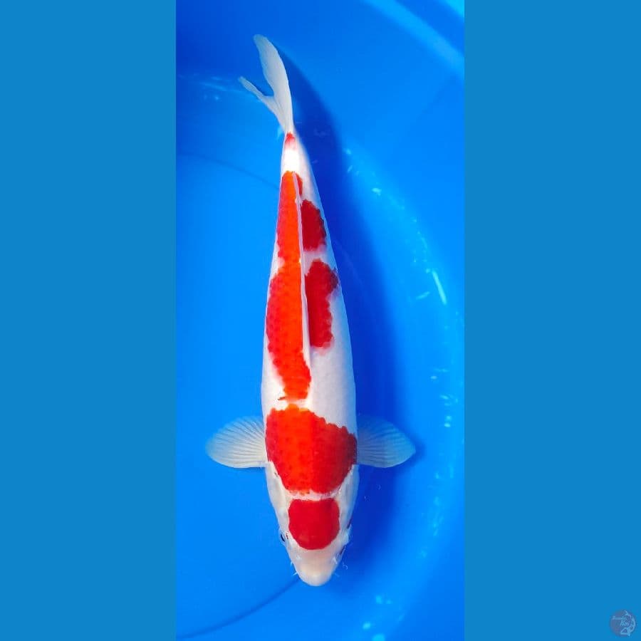 MARUTEN KOHAKU 46 CM