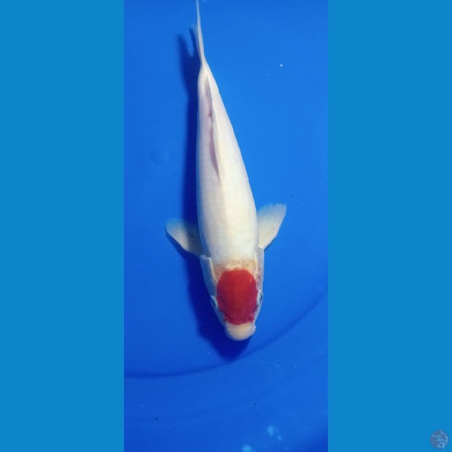 33 cm tanco kohaku