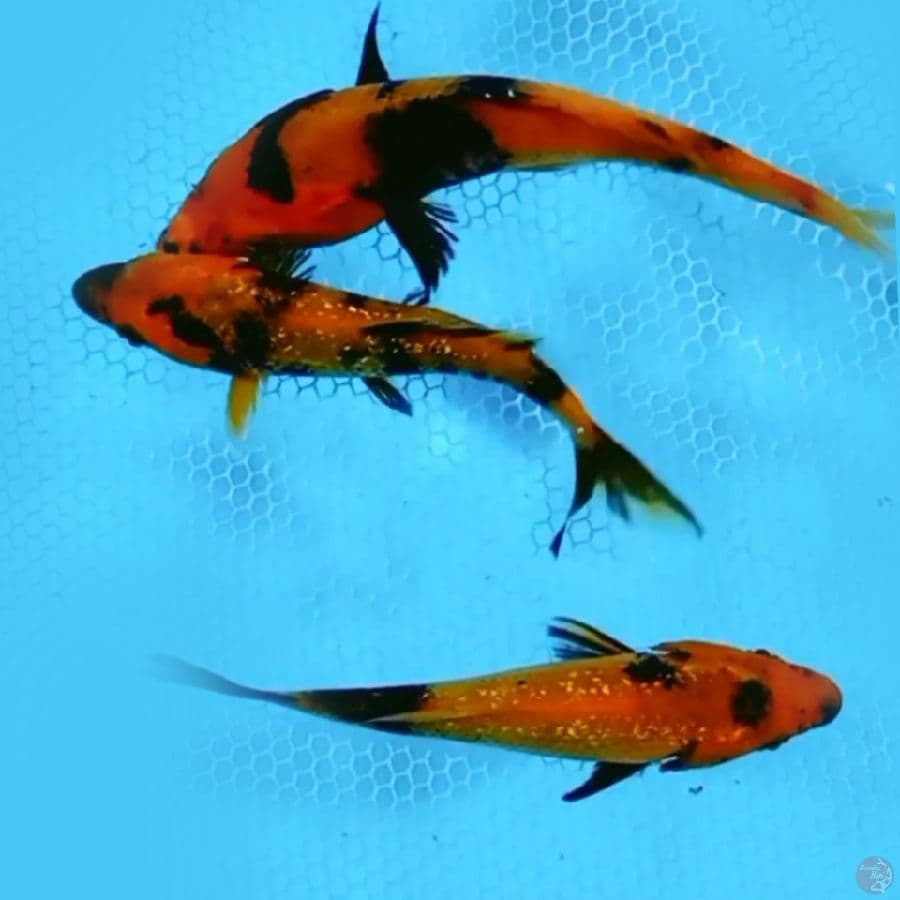 Gindrin Tembus 12-15cm