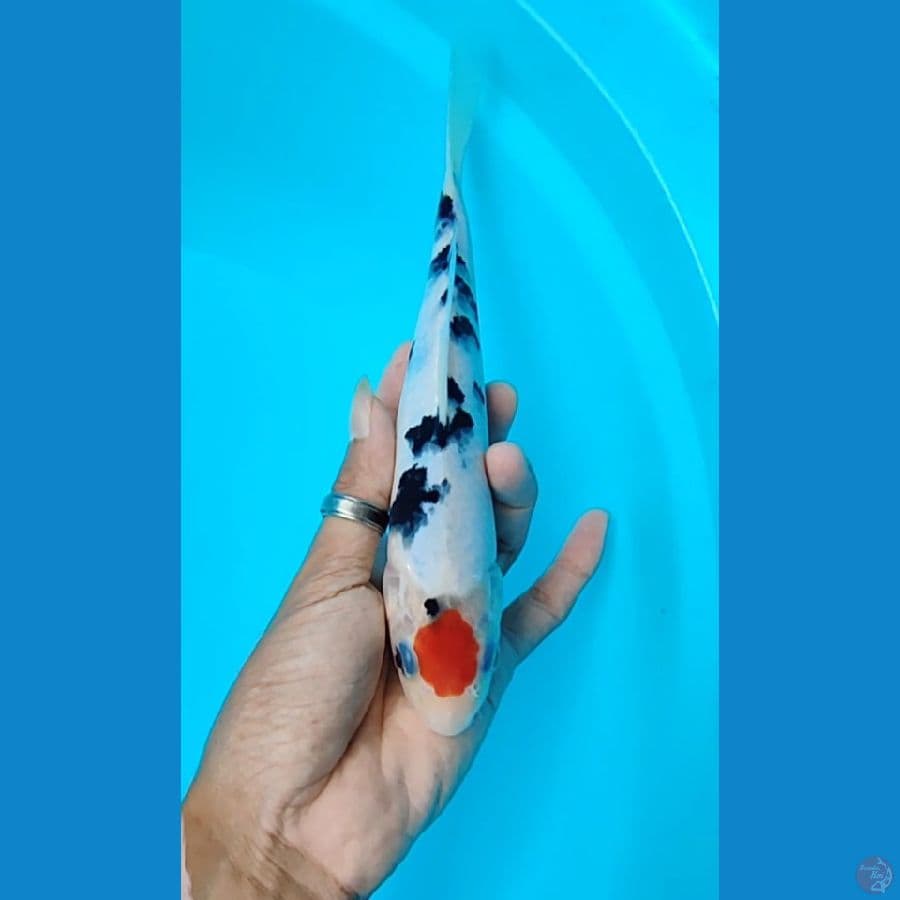 tanco sanke 23 cm