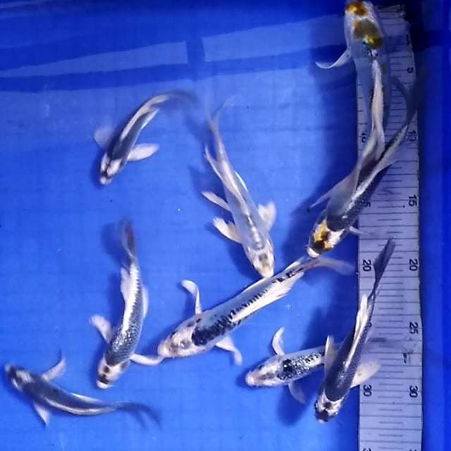 kabuto Kumpay 9 ekor