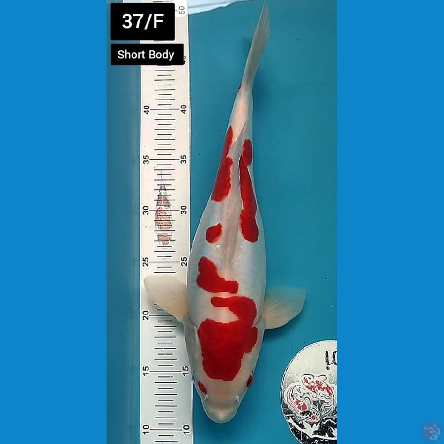 Kohaku Short Body Doitsu Murni 37/F