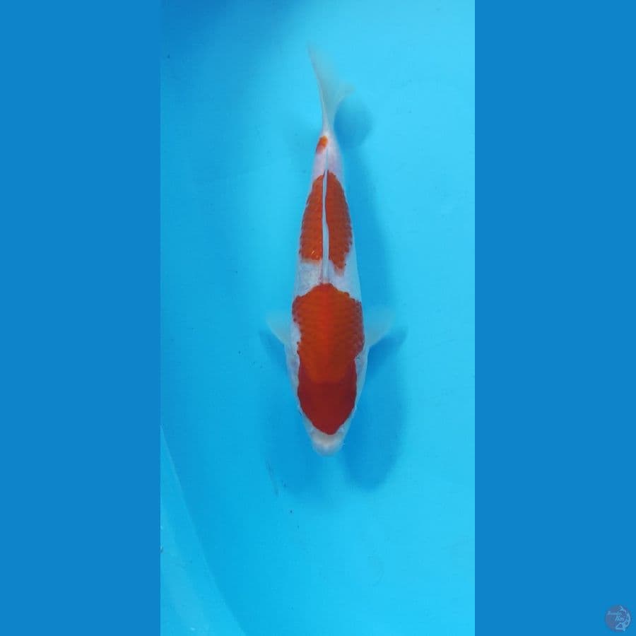 KOHAKU BODY BONGSOR 27CM MALE