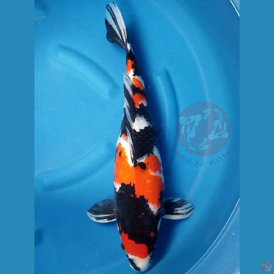 SHOWA 50 CM FM