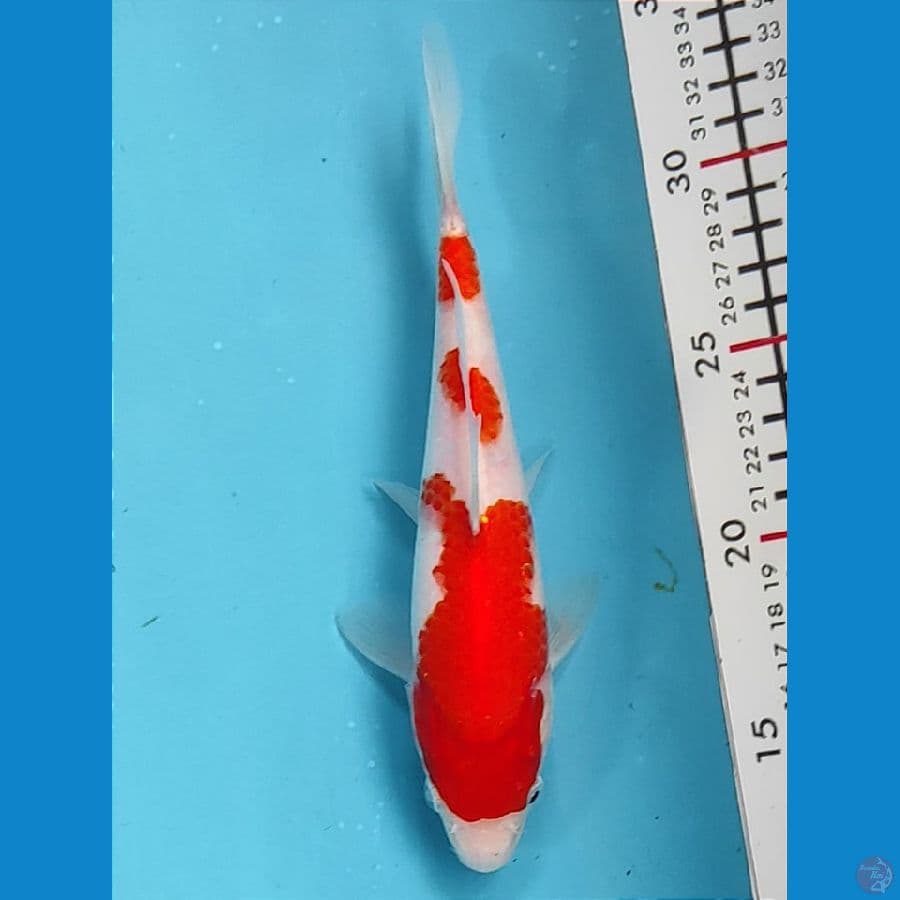 20cm