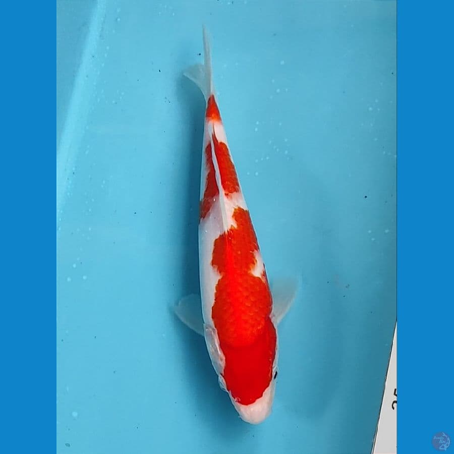 24cm