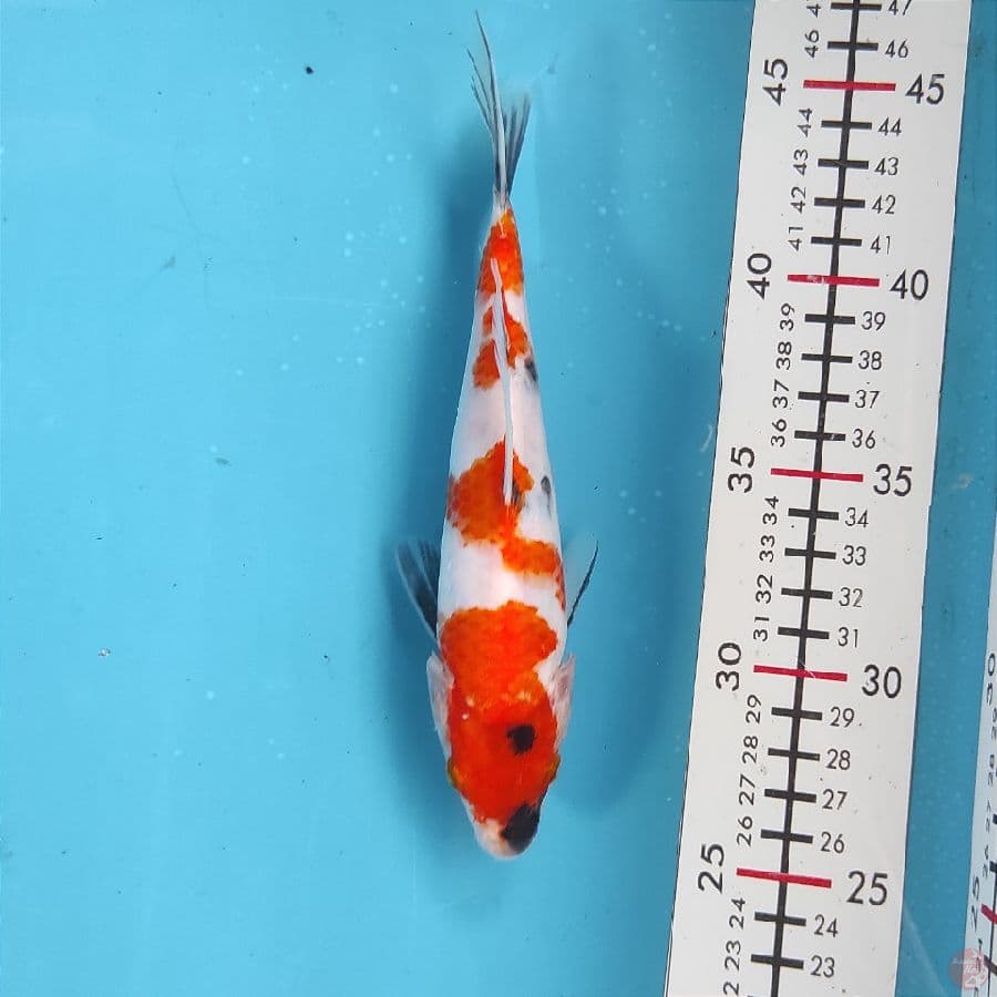 20cm