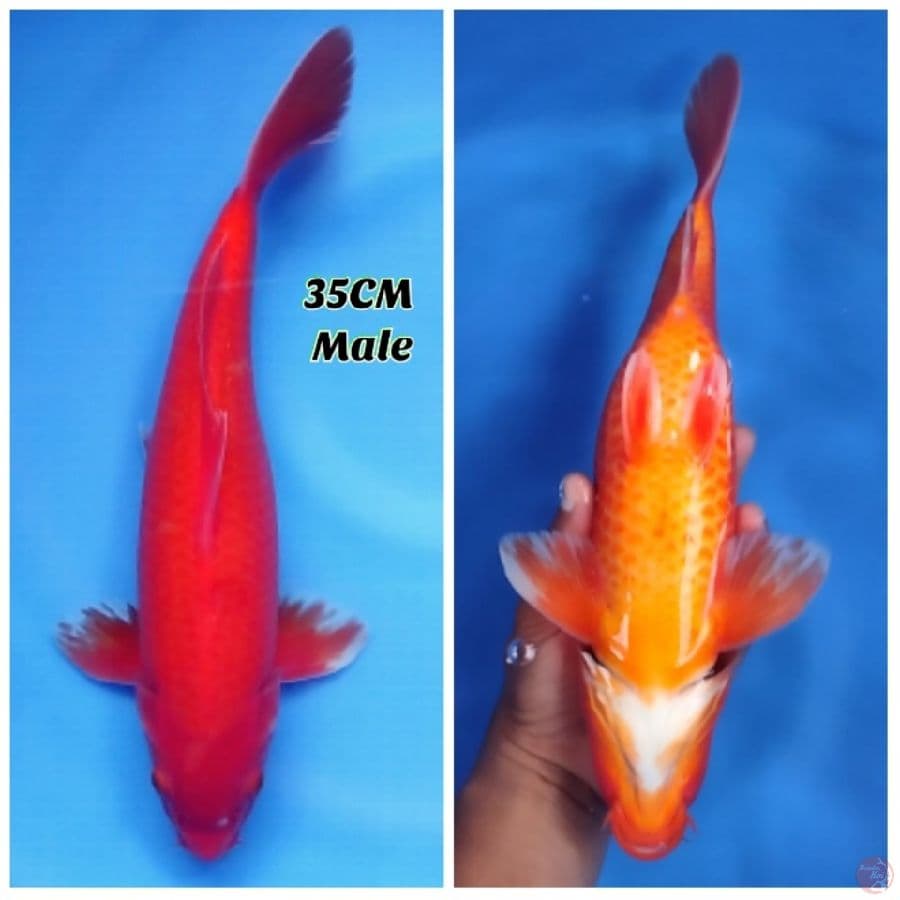 Binigoi + Tembus Perut 35 Male