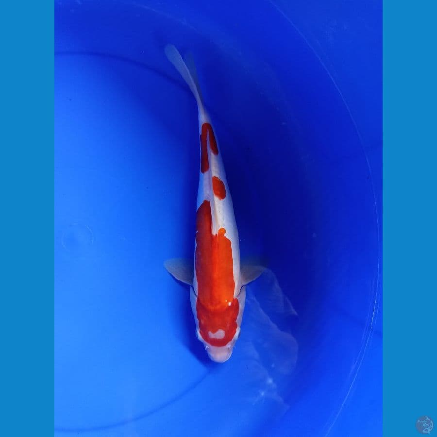 kohaku doitsu