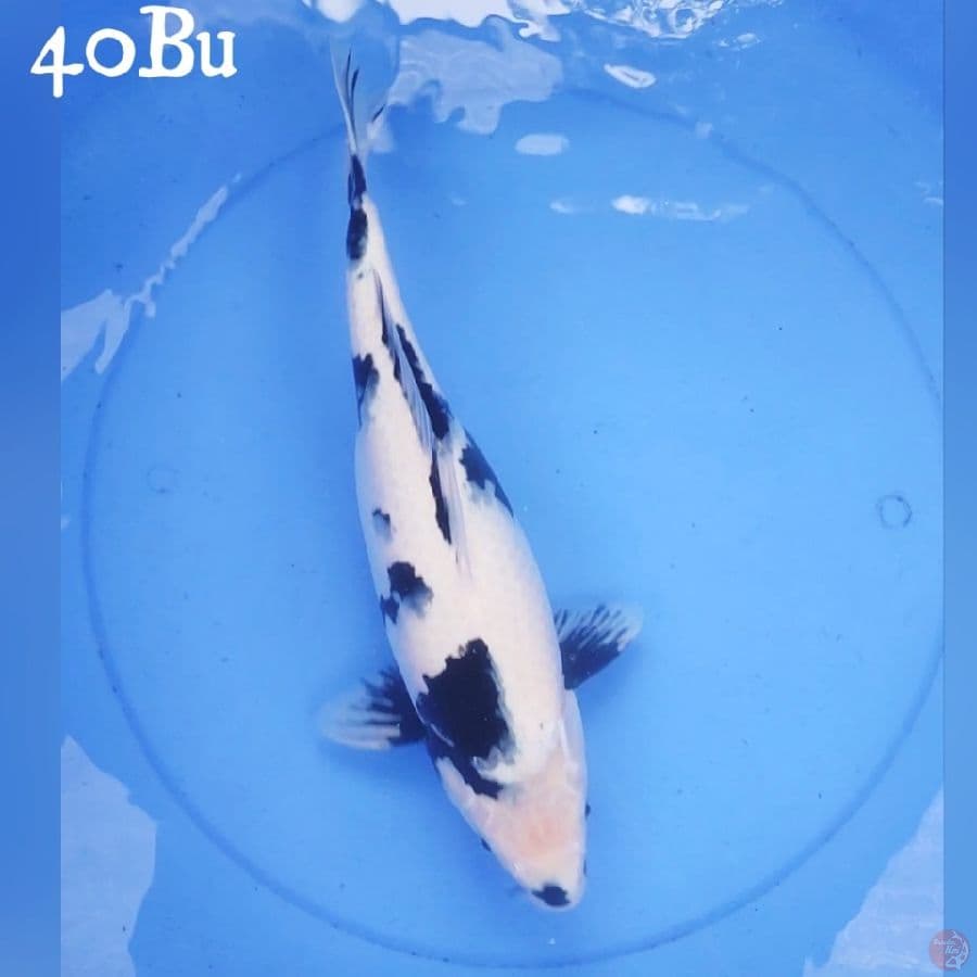 SHIRO 40BU