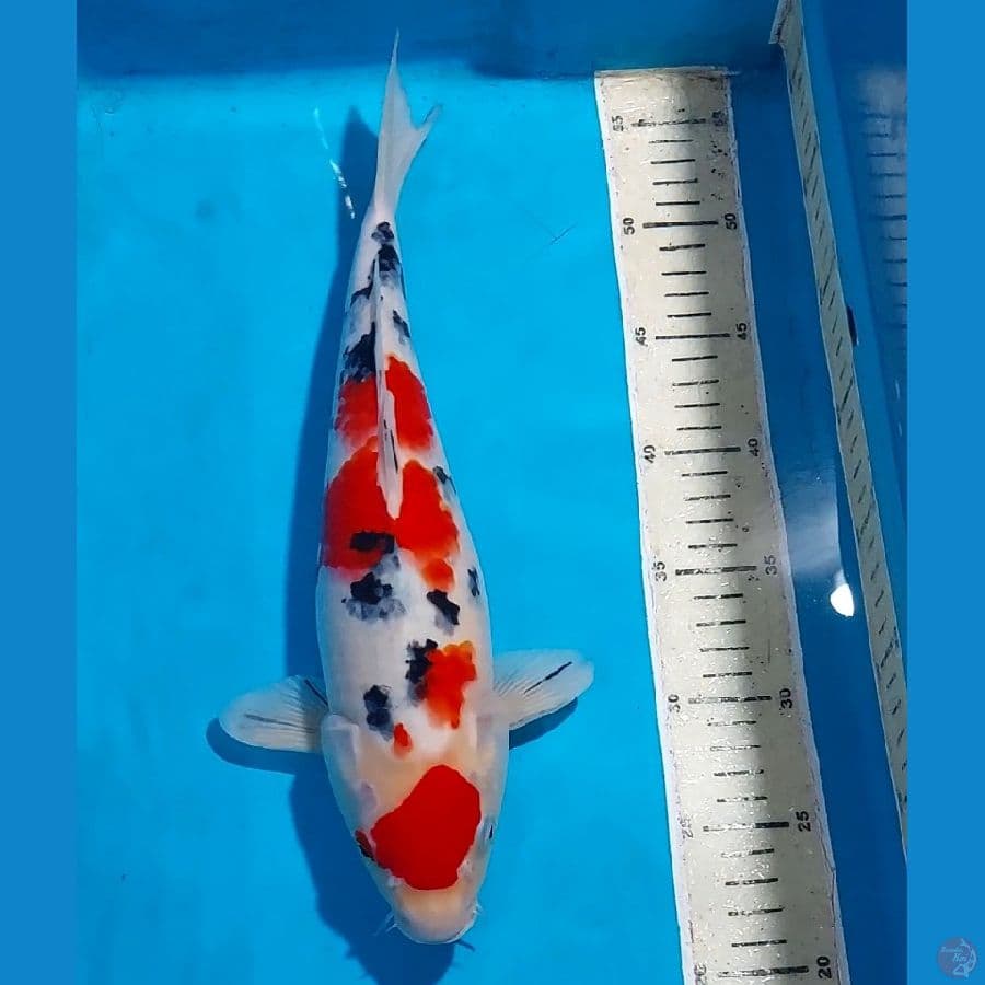 SANKE 35 CM