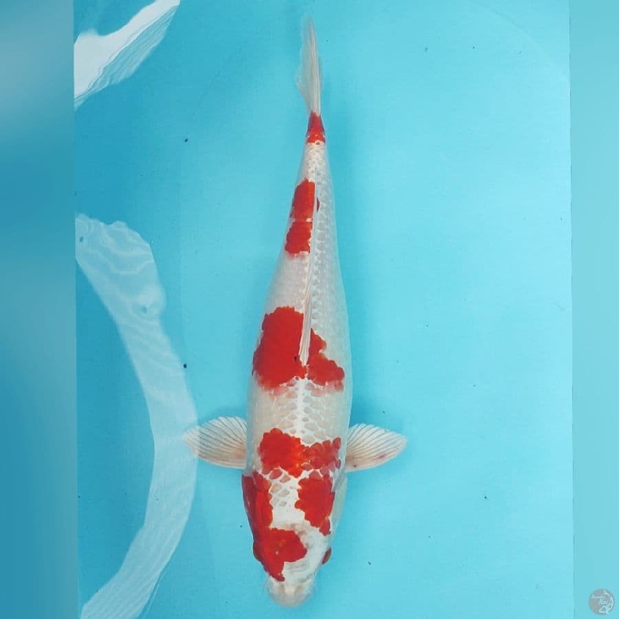 SAKURA OGON 42CM