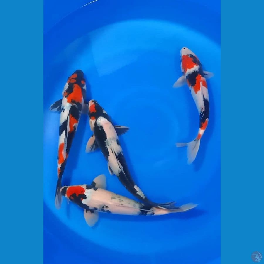 paket tc showa mix showa 32_35cm . 4 ekor