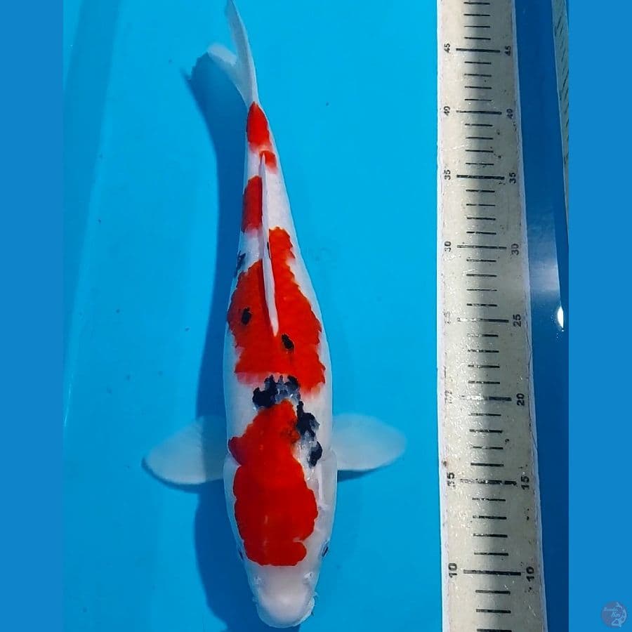SANKE 38 CM