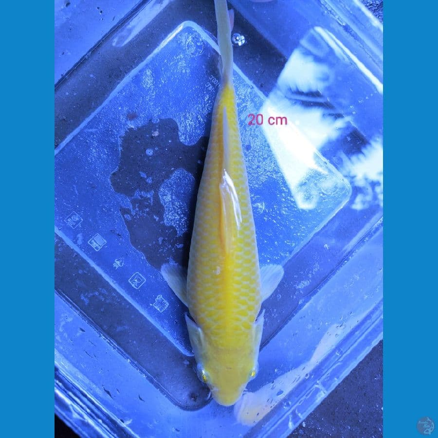karasi corn 20 cm