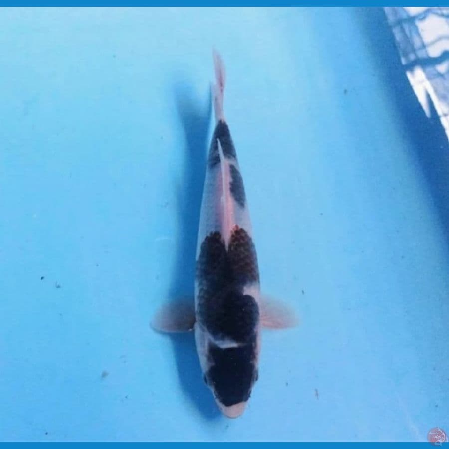 Budo Goromo HQ Male 24cm™