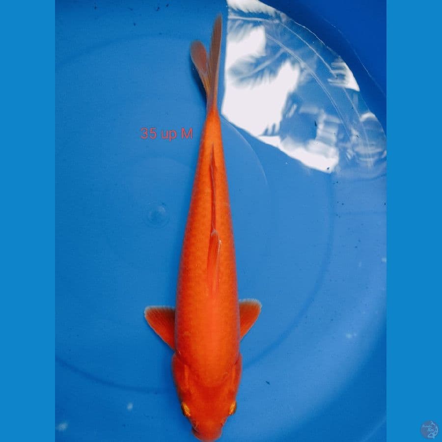 RED KARASI MALE 35 UP