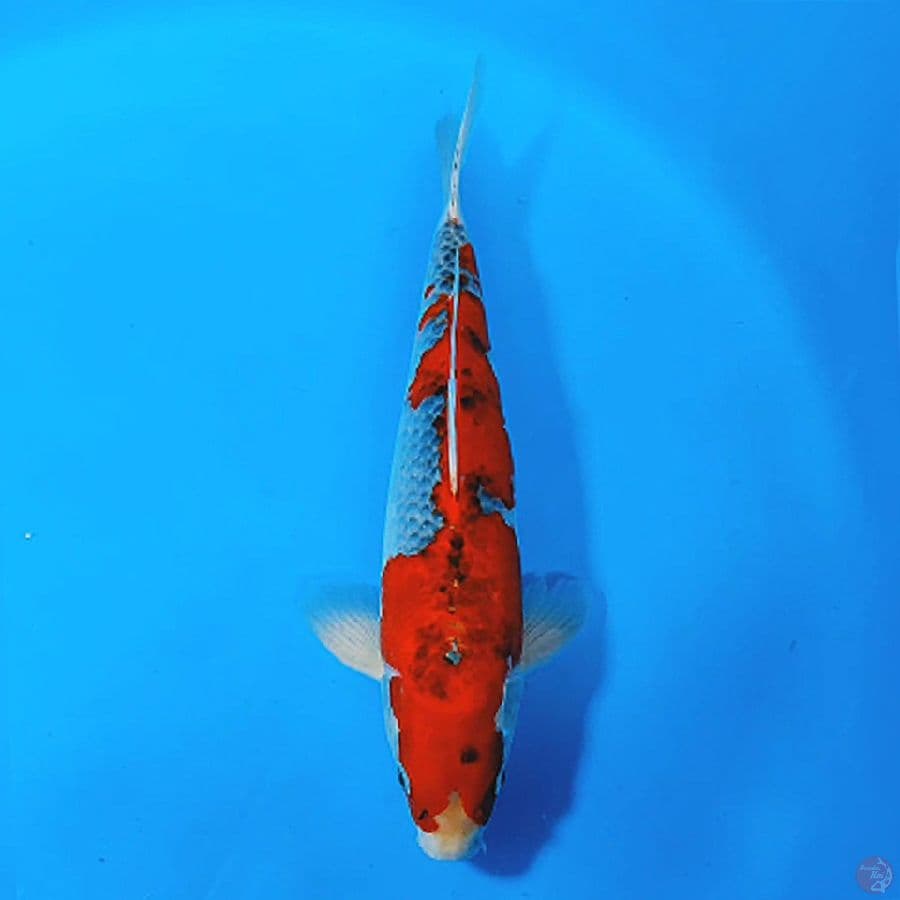 2.GOSHIKI RACING JANTAN 35CM