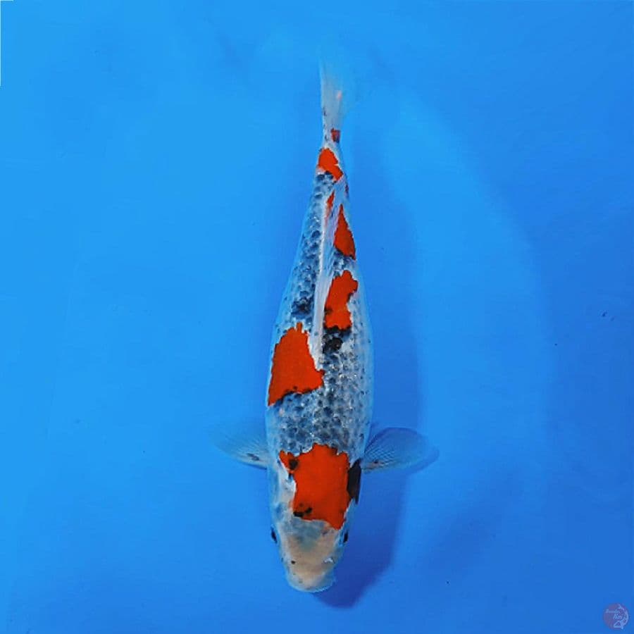 3.GOSHIKI RACING 35CM FEMALE