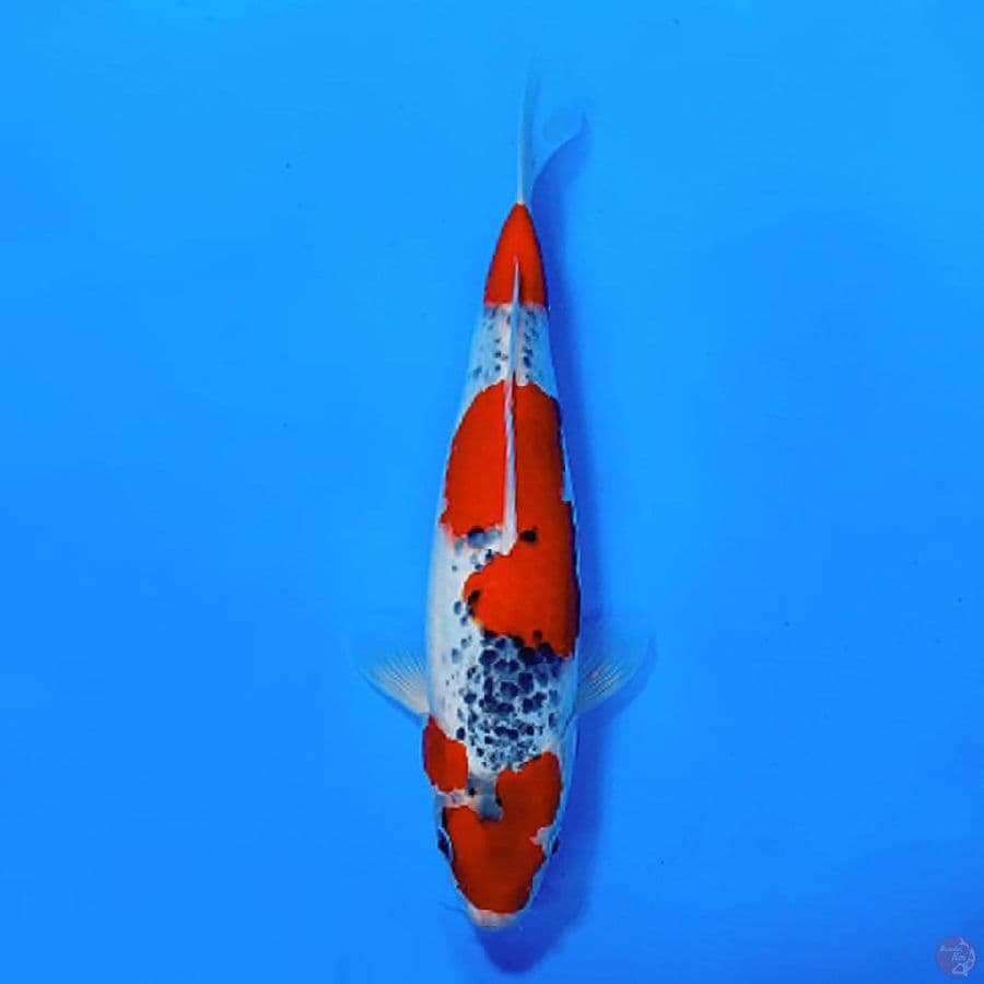 5.GOSHIKI RACING HQ 30CM FEMALE