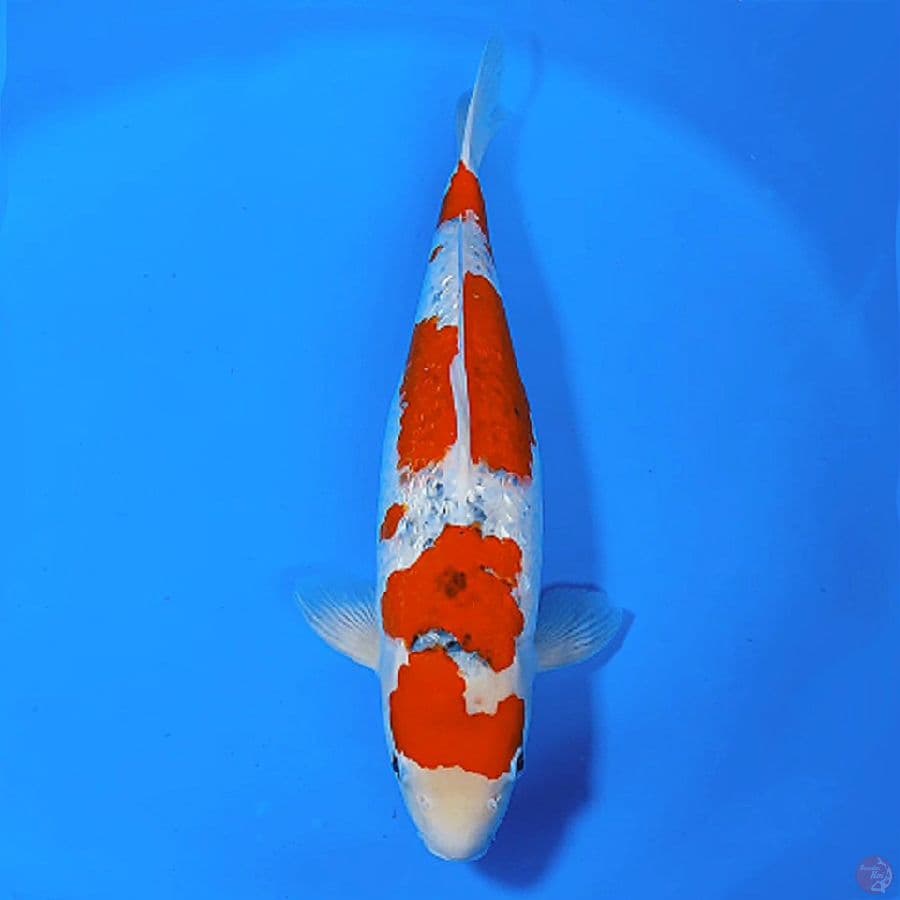 7.GOSHIKI RACING GINRIN CALON INDUK JOSS 42CM
