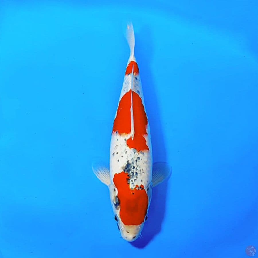 8.GOSHIKI RACHING 3 STEP JOSS 36CM FEMALE