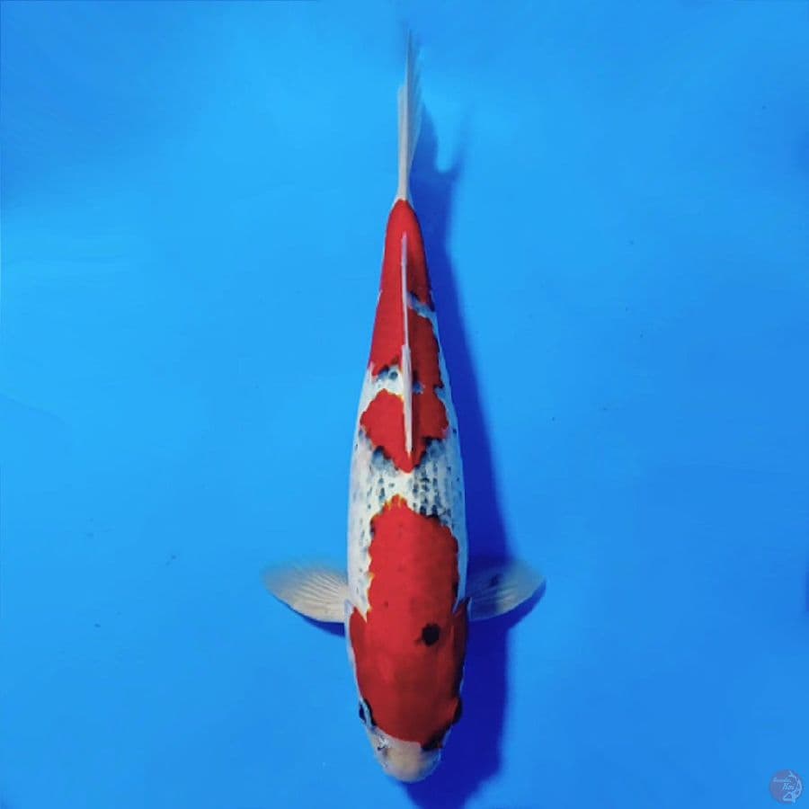 10.GOSHIKI RACING JANTAN 38CM
