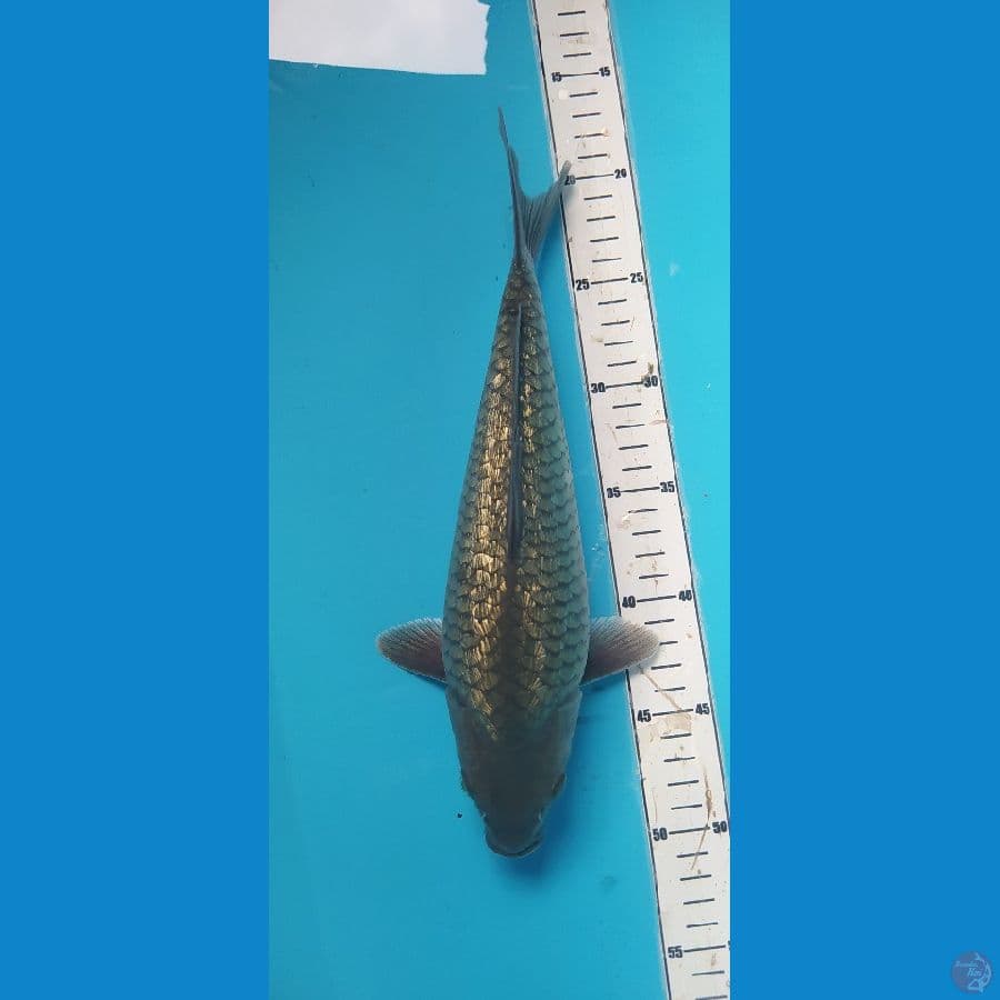 soragoi 31cm