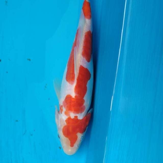 Kohaku Inazuma