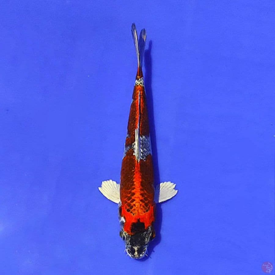 gingga kujaku 20cm/F