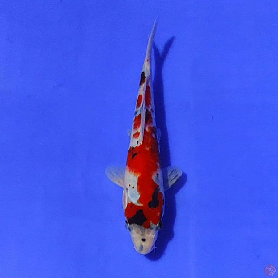 Showa tategoi 21/F
