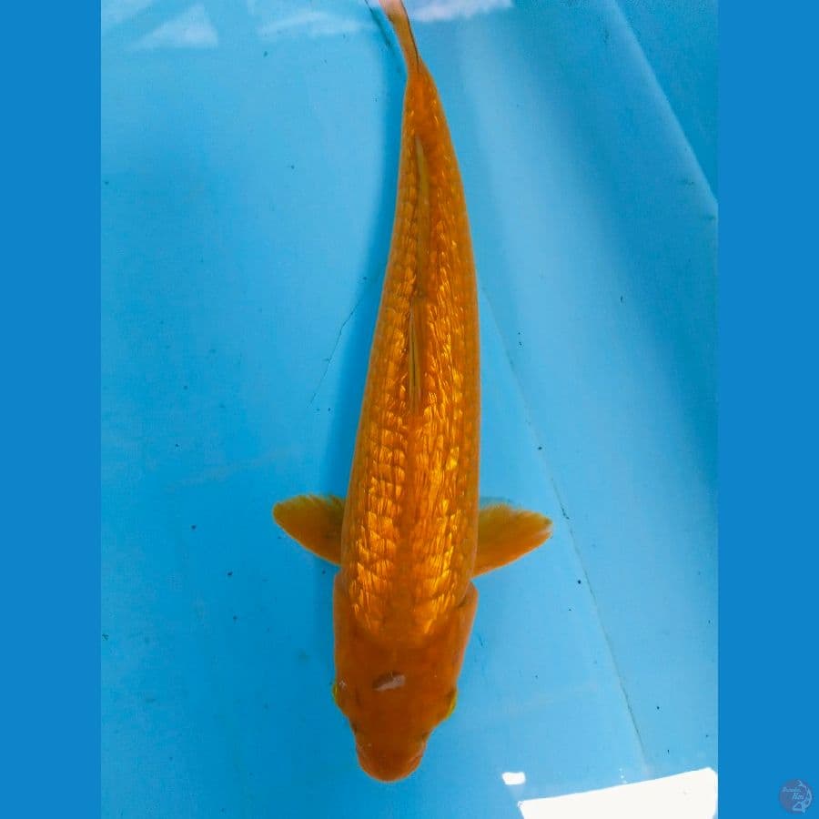 karamel 31cm