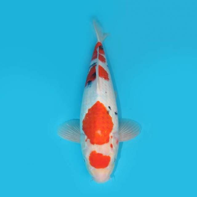 YG_SANKE BERPUNUK_40 CM