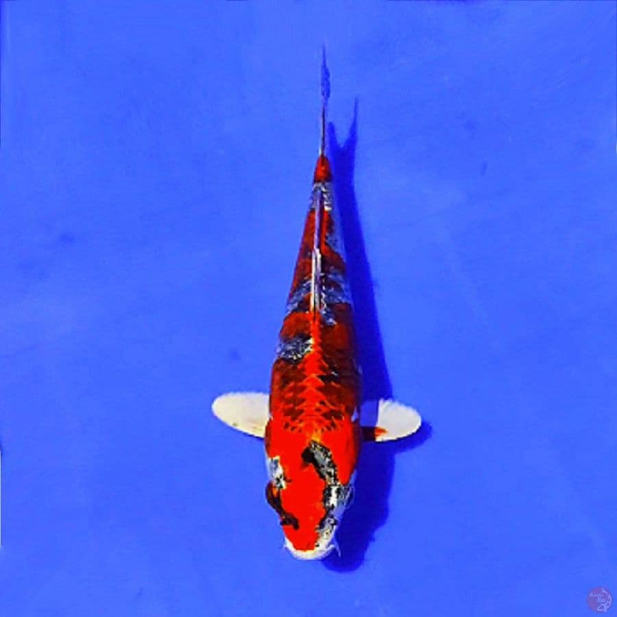 red gingga kujaku 24cm/M