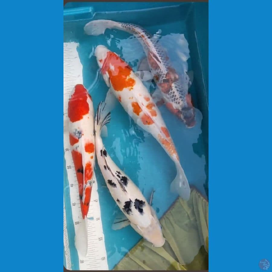mix jumboan 40.43.45.47cm