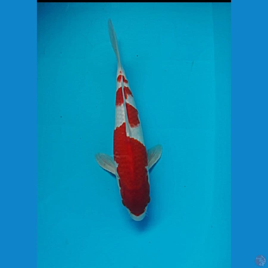 Kohaku 31cm