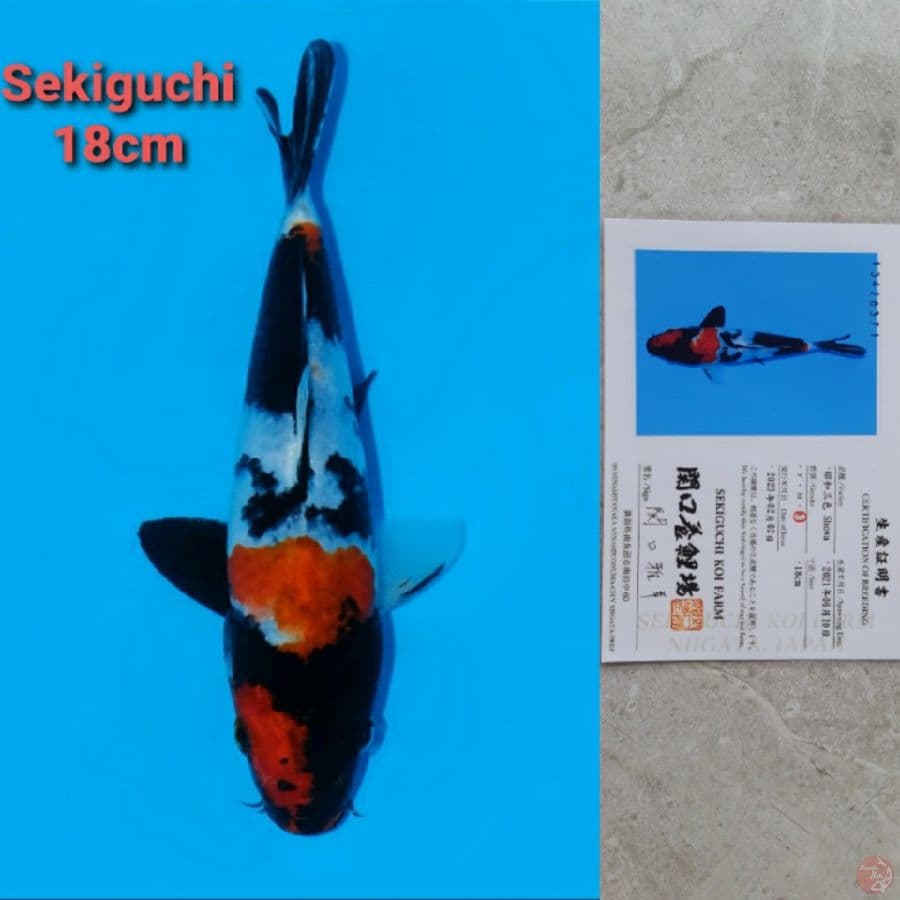 SEKIGUCHI SHOWA 18CM SERTI