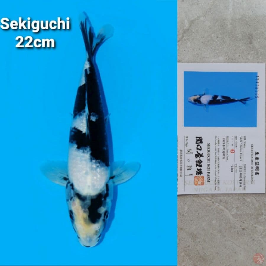 SEKIGUCHI SHIRO 22CM SERTI